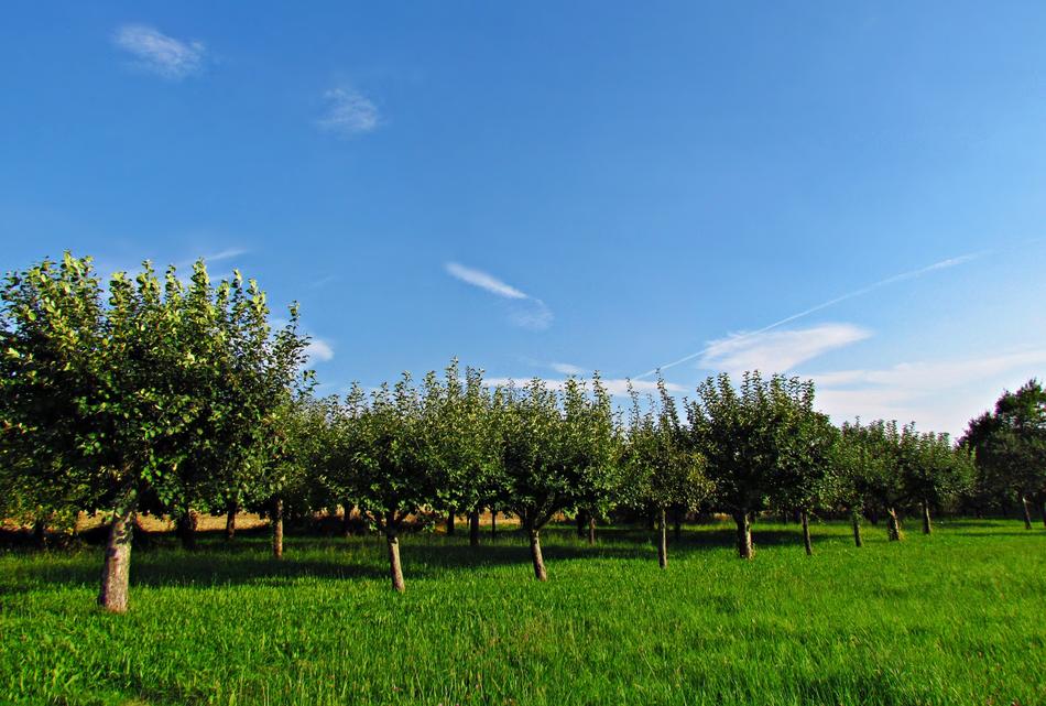 green trees in a green meadow sky