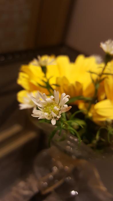 yellow beautiful flowers are gorgeous