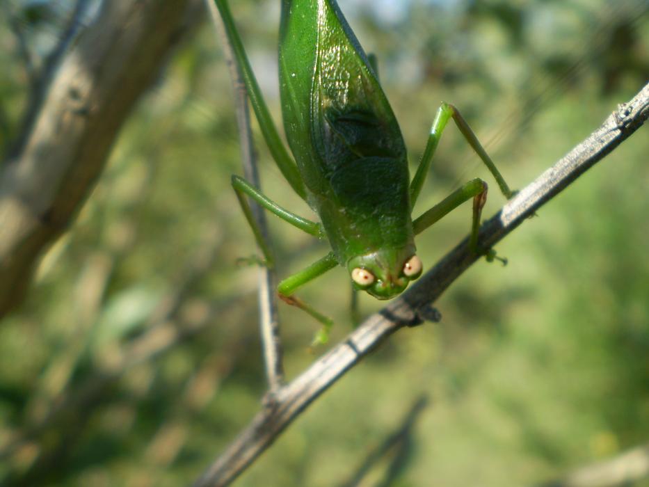 a big green beetle in a tree