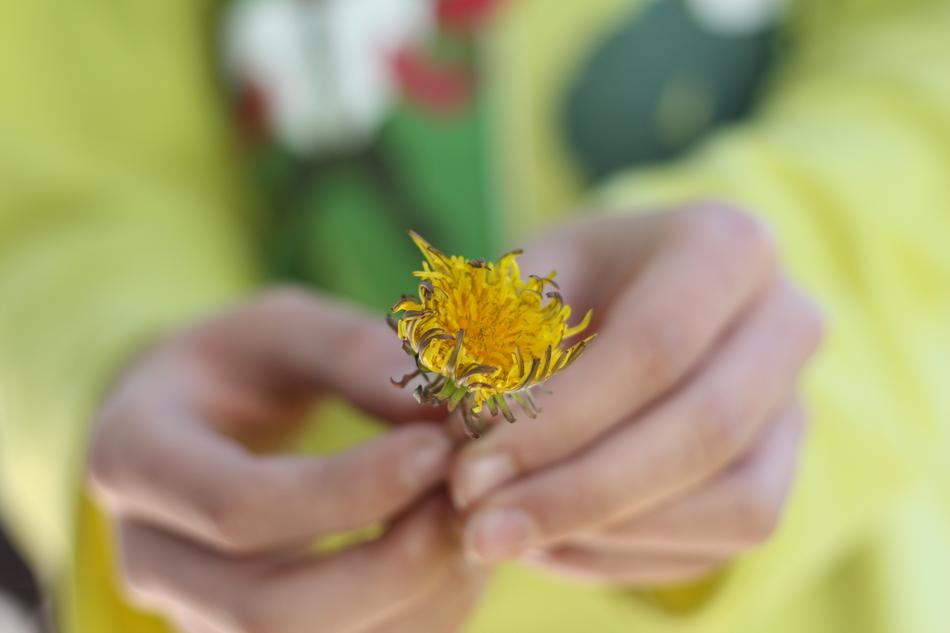 yellow flower in a man's hand