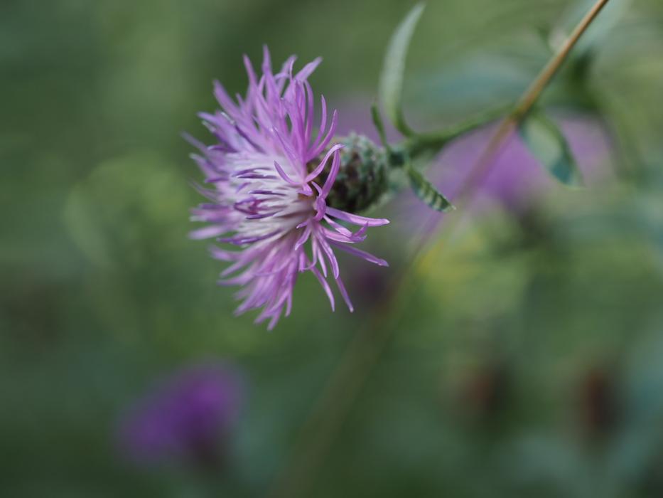 purple unusual wildflower in the grass
