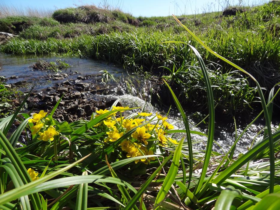 yellow flowers by the river with grass