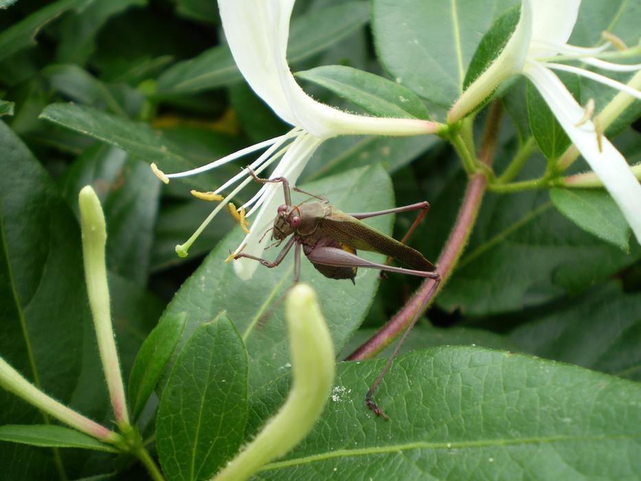 brown grasshopper on green leaves in the garden