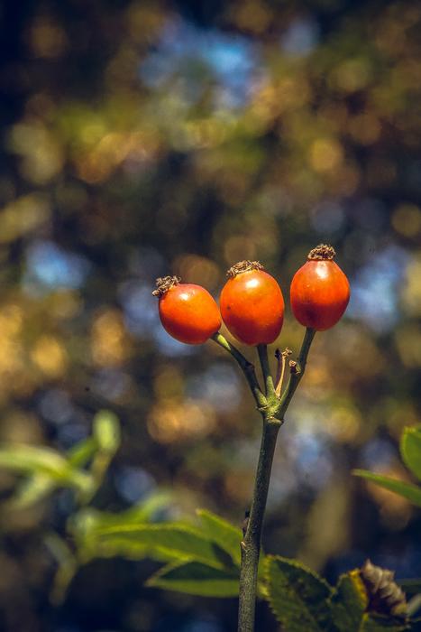 red berries on a tree in the garden