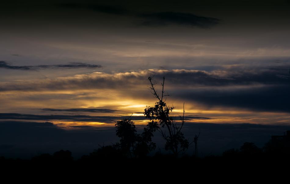 the silhouette of trees in the sunlight