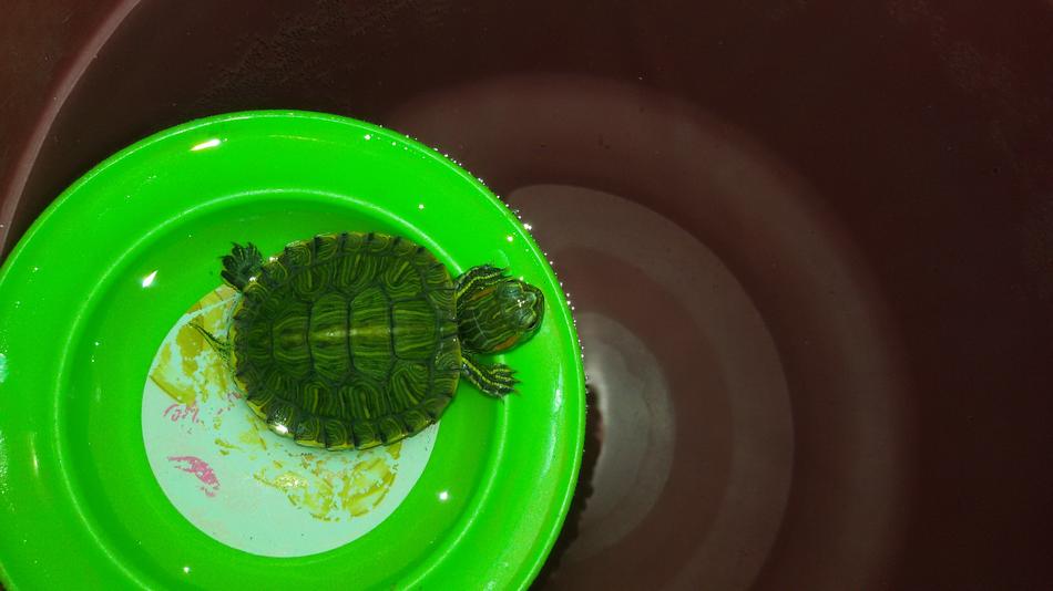 a turtle in a green basin bathing
