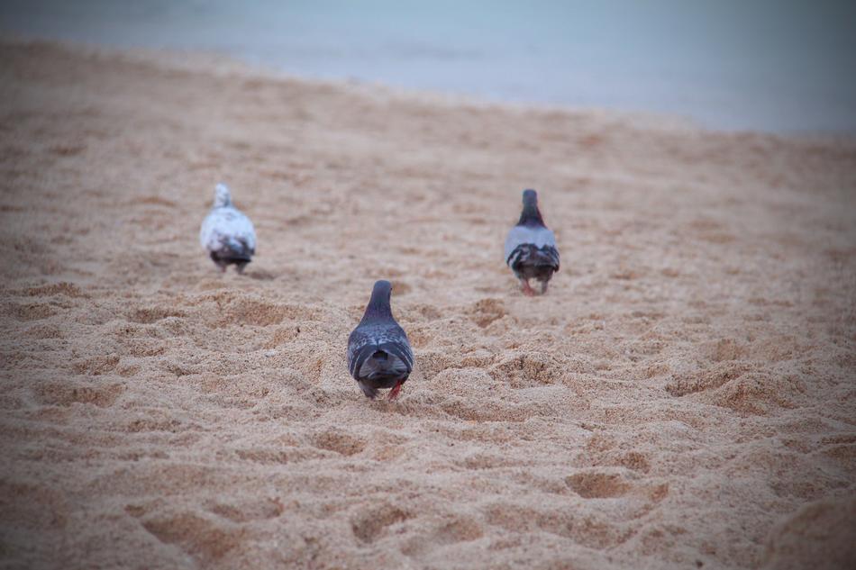 doves on the sand by the sea