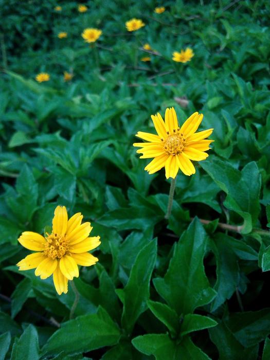 yellow flowers in grass landscape view