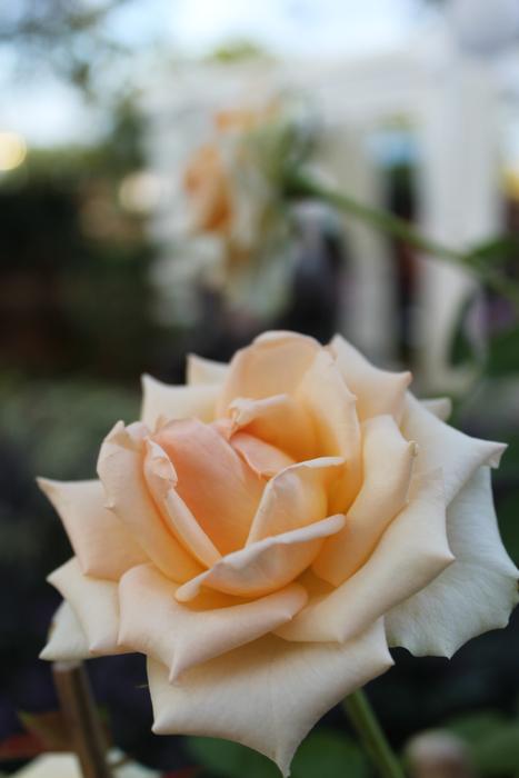 white roses in the garden landscape view