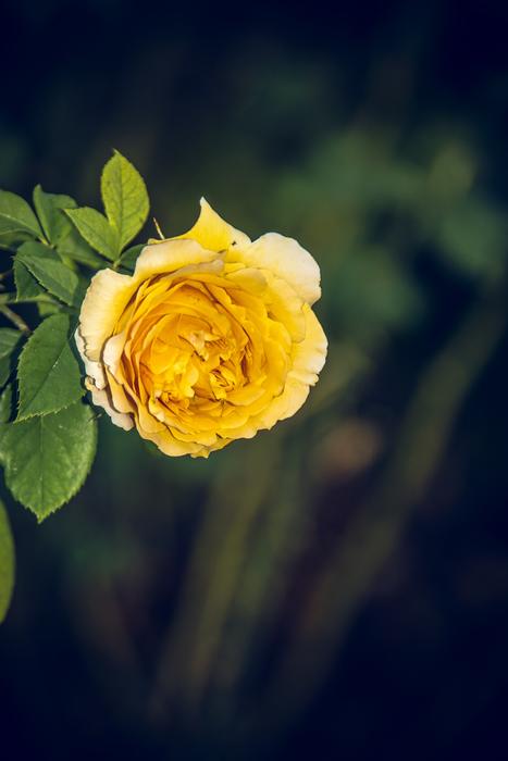 unusual large flower yellow beautiful landscape