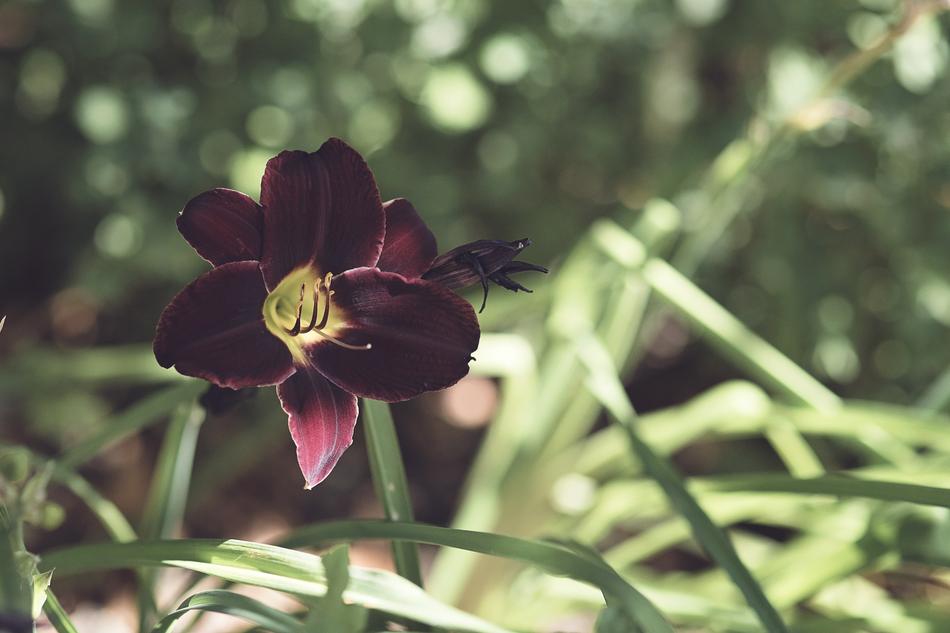 beautiful flower on green grass landscape