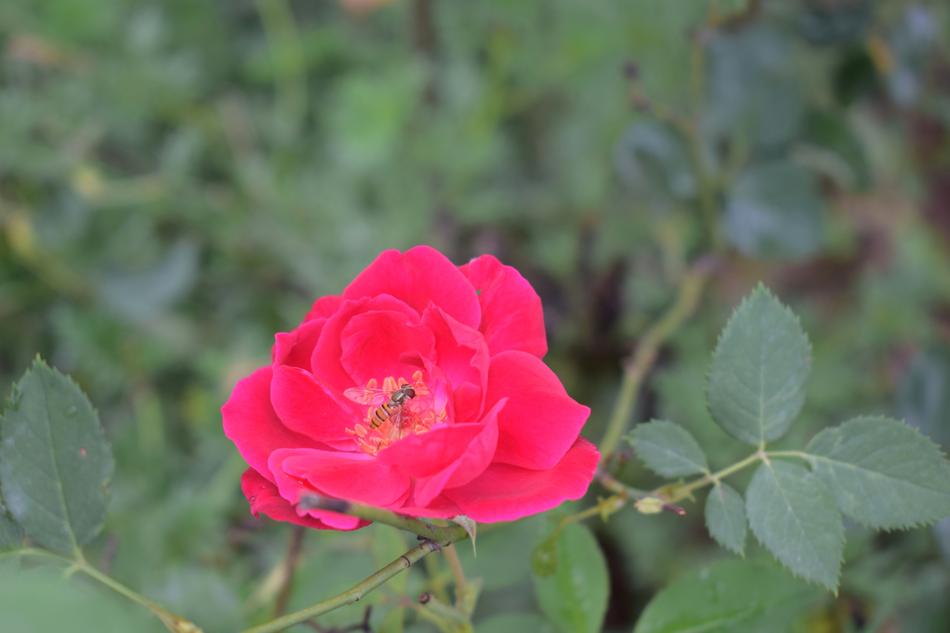 beautiful pink flower in the grass landscape