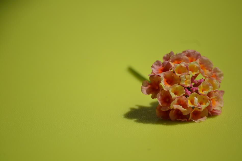 flower background beautiful landscape