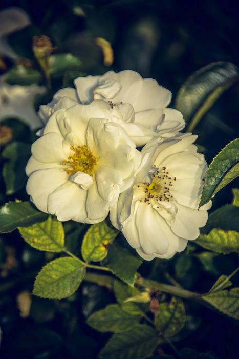 white flowers in the garden landscape view