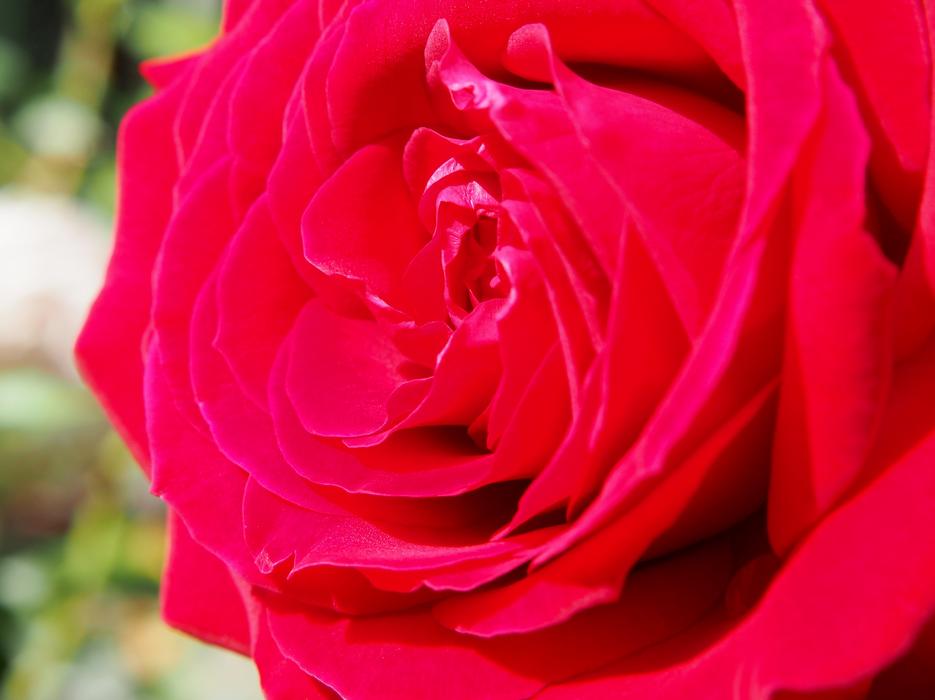 red rose in the garden landscape view
