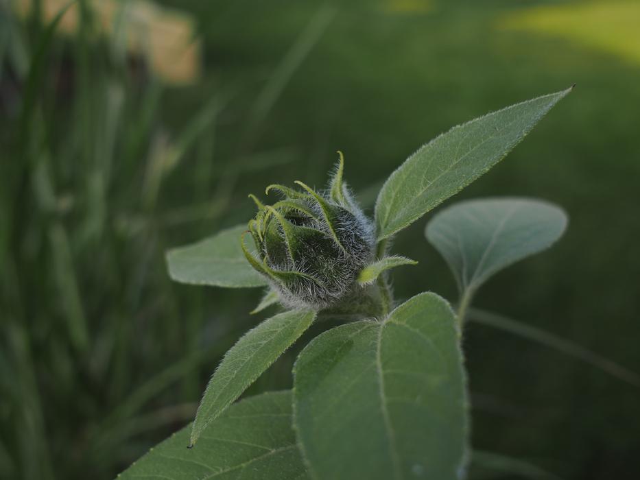 green rose in the garden landscape