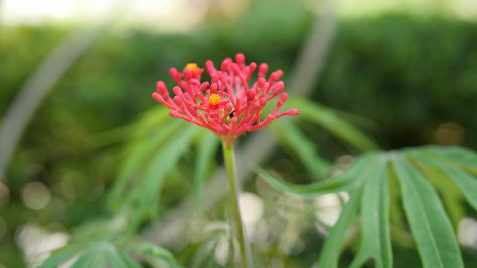 red unusual flower on a green stem
