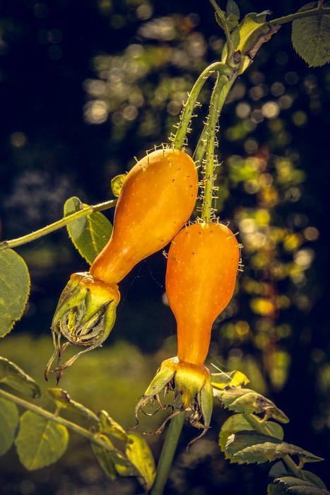 a beautiful flower with fruit on the stem