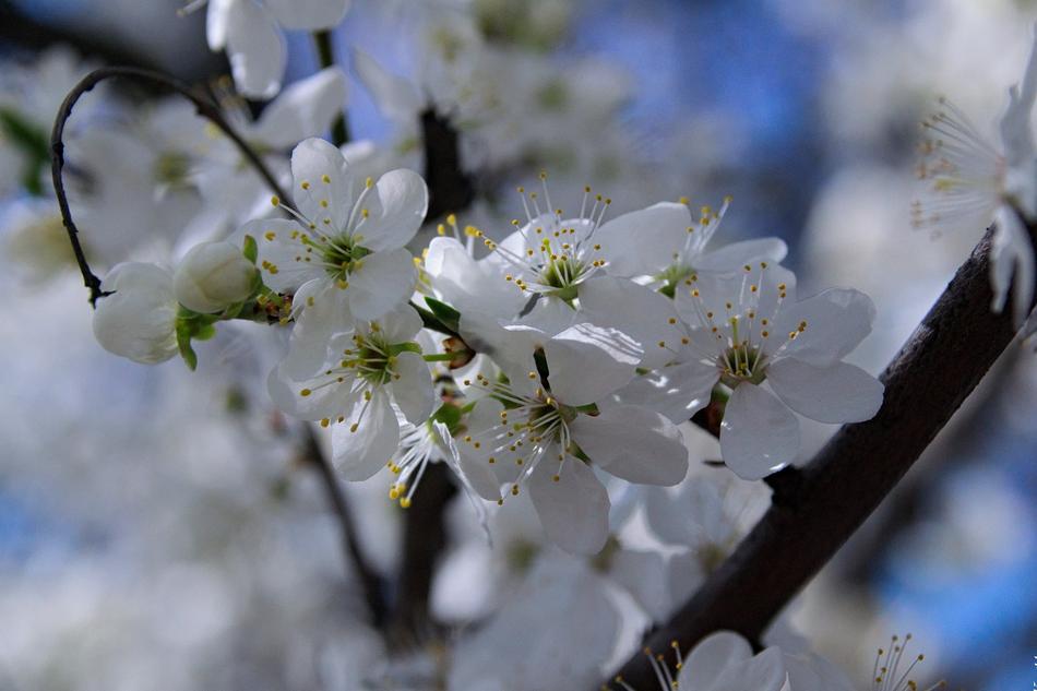 white cherry blossoms beautiful tree