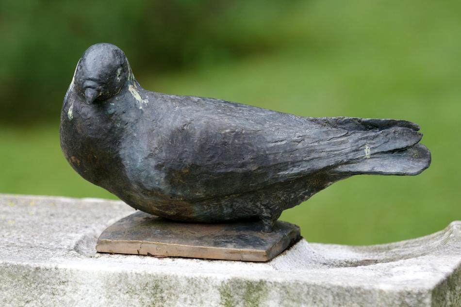gray pigeon on a fence landscape