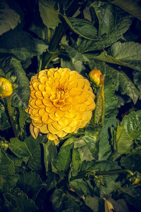 a beautiful flower on a green leaf
