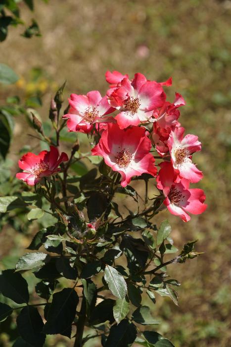 red flowers on the ground