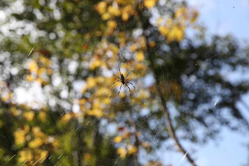 a spider on a web in the trees in the woods