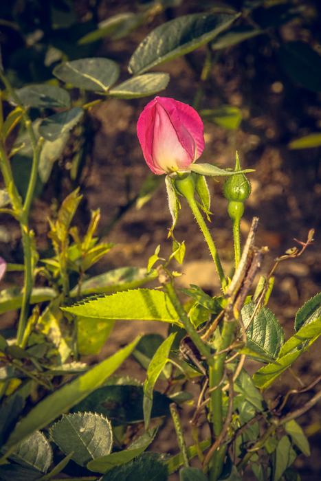 big rose on the grass landscape