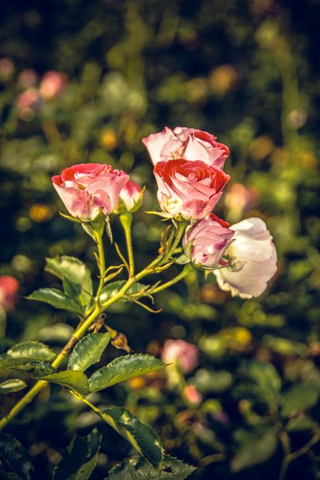 big roses on the grass landscape in