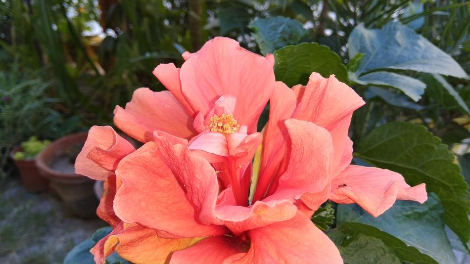 a beautiful garden bud