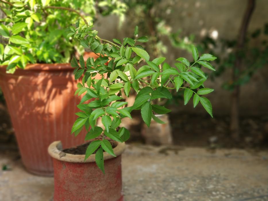 green leaves in pots landscape view