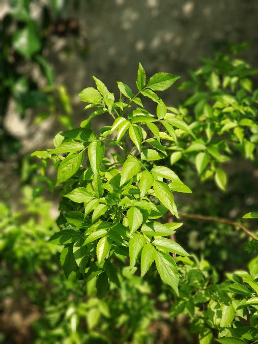 green plants in a pot landscape