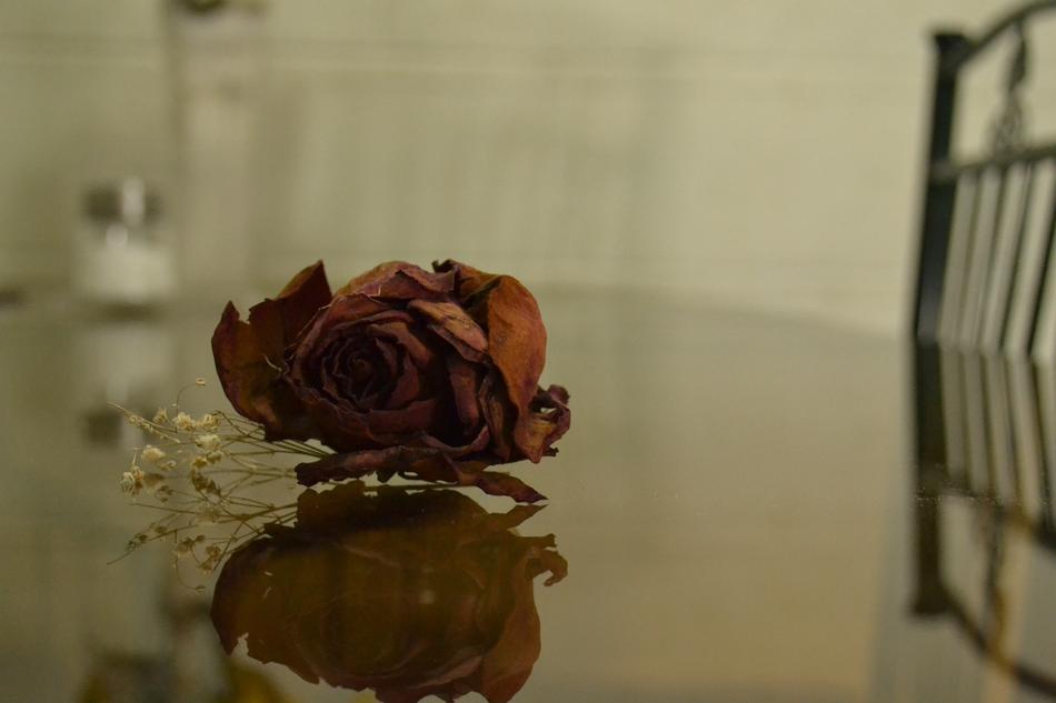 a dry rose on the table in the fog