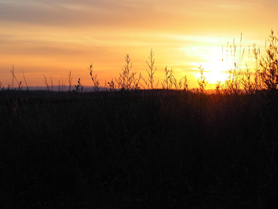 silhouette of grass in a field with the sun