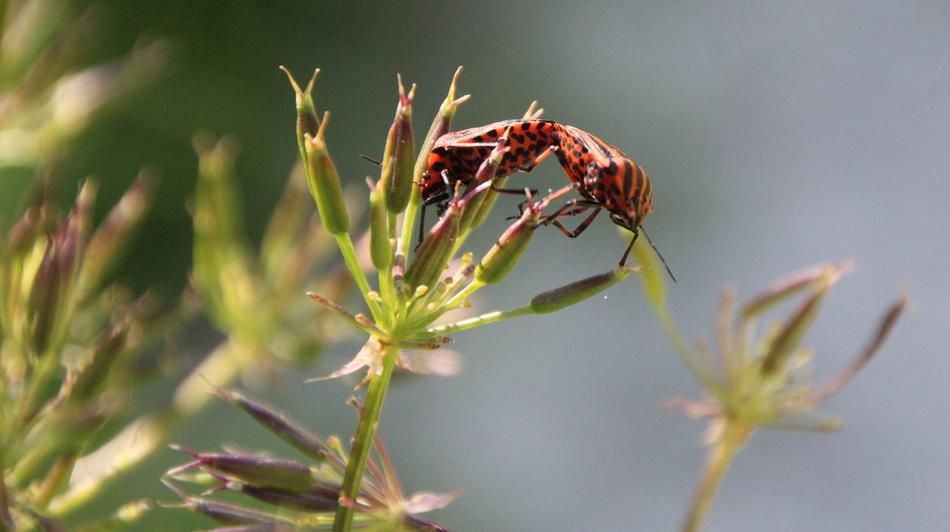 beetle plants field