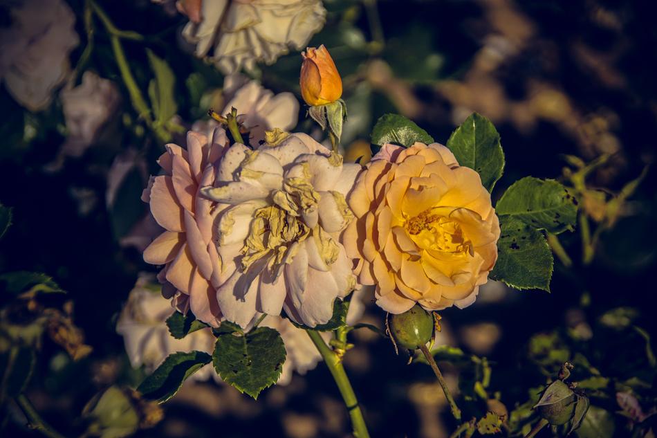 dry roses on a bush landscape