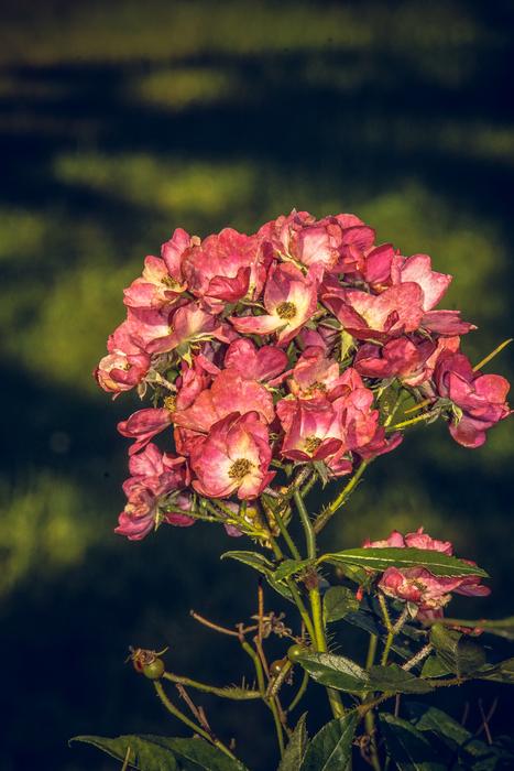 red flowers in a green stem