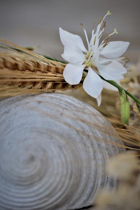 a white flower on the sand in a basket