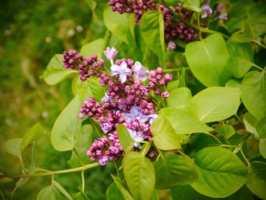 beautiful flowers on a green landscape background