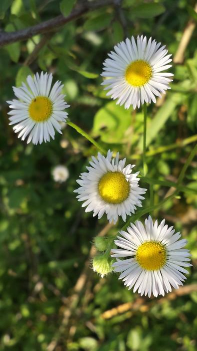 white daisies grass landscape
