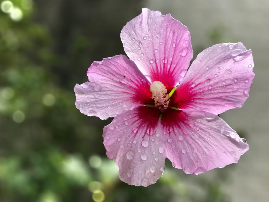 an unusual flower in the morning dew
