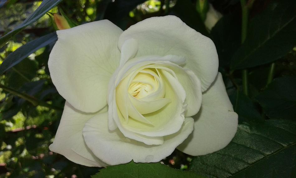 white rosebud landscape view