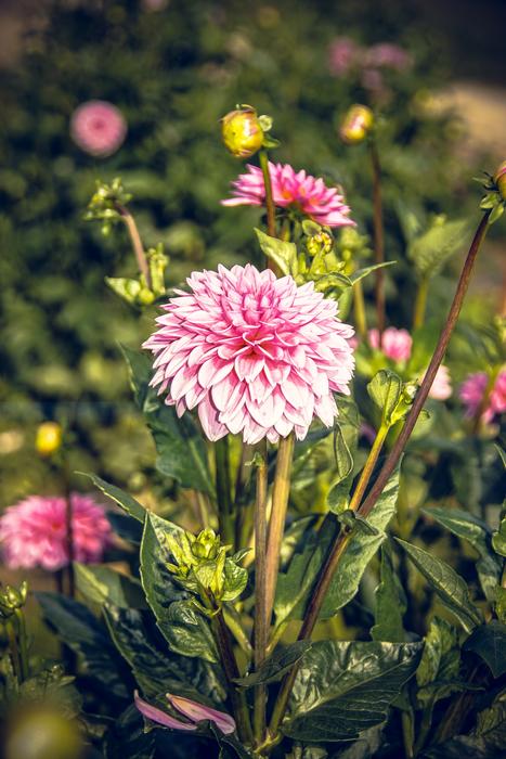 flowering beautiful landscape view