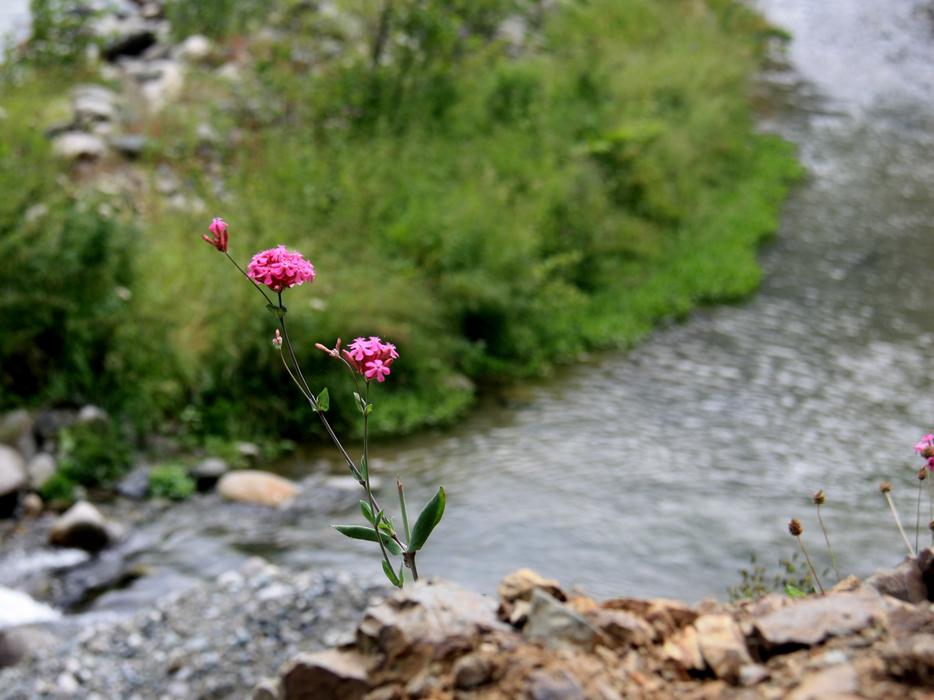 lake with pink flowers landscape