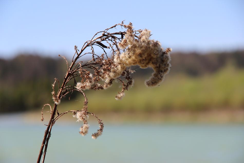 dry plant by the lake