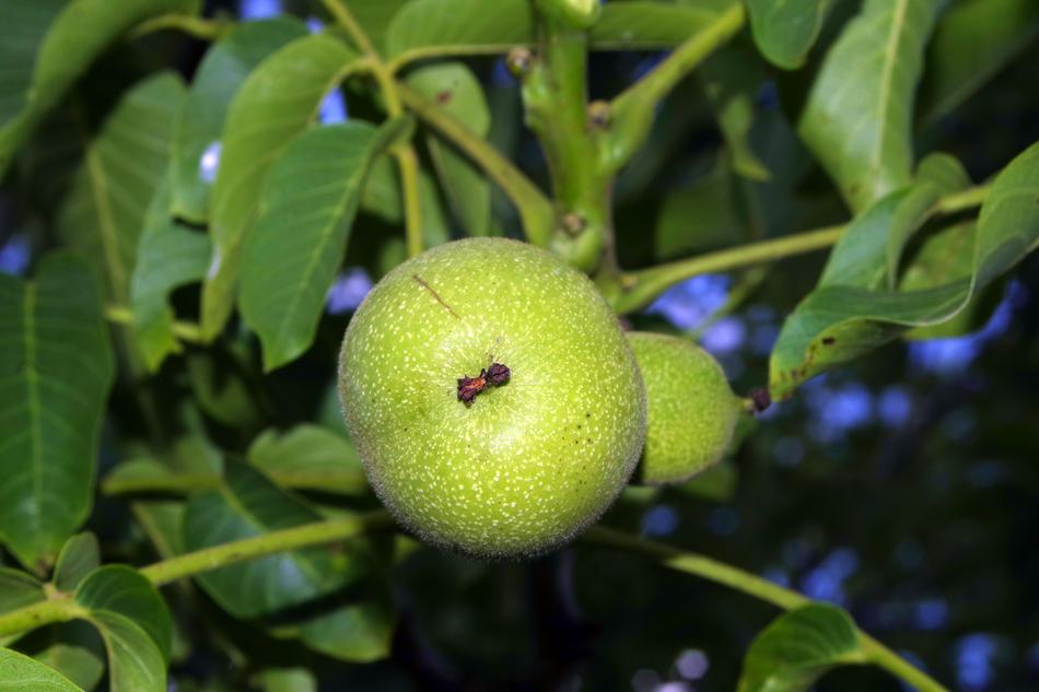 green plants in the garden landscape