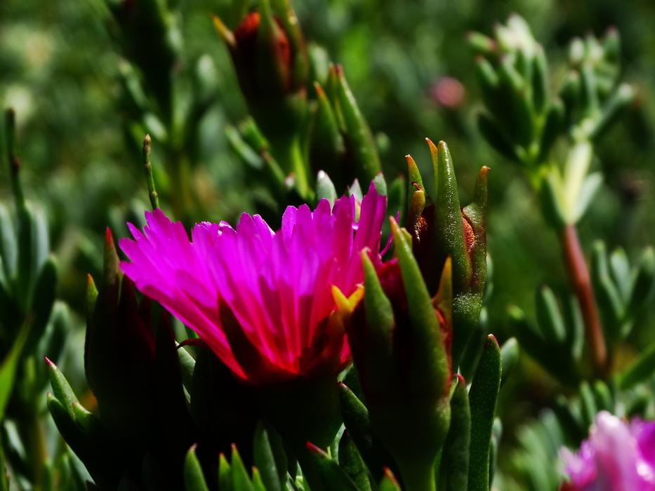 small pink flowers on the grass
