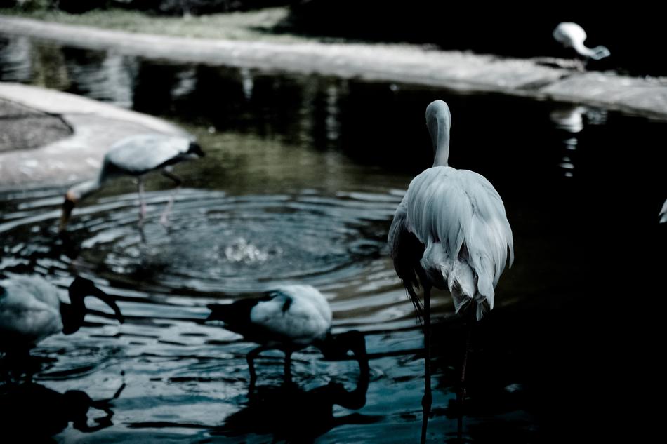 white birds in the lake landscape