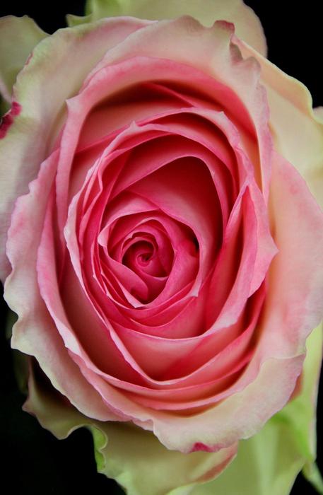 pink flower bud landscape