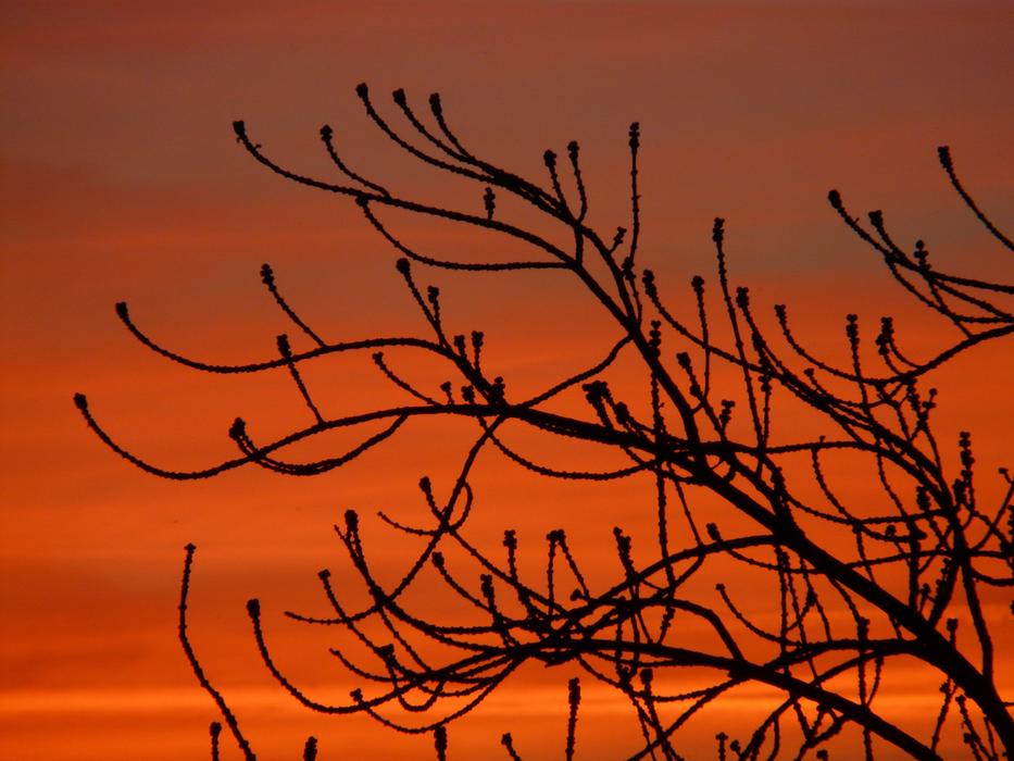 orange sunset by the trees
